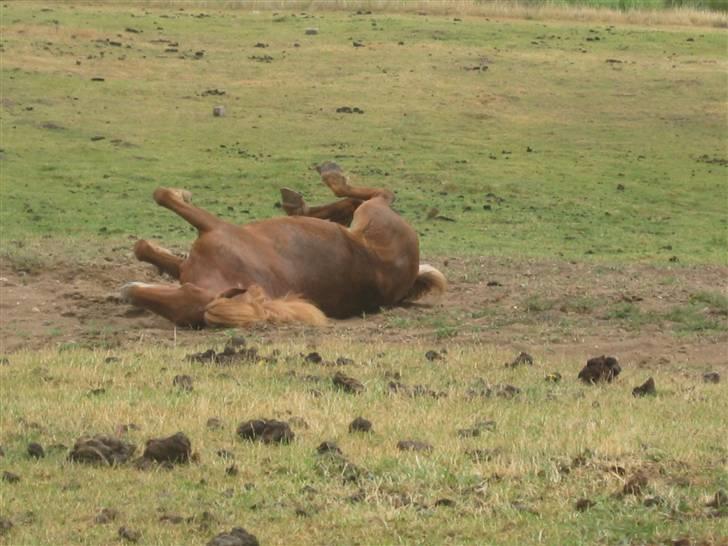 Islænder Vissa fra Þúfú / Solgt:'( - en rulle tur gør ikke skade billede 8