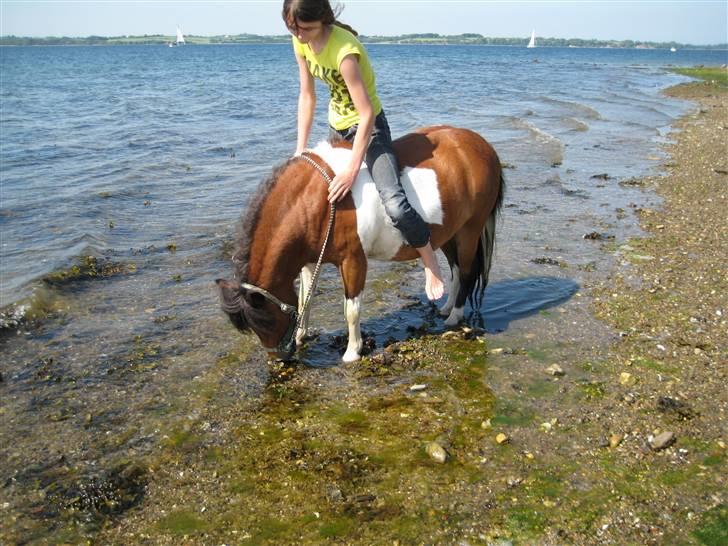 Shetlænder Sleiber - min stjerne! - Vi gjorde det umulige, muligt.  billede 4