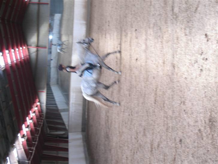 Anden særlig race Mona *gammel part* billede 12