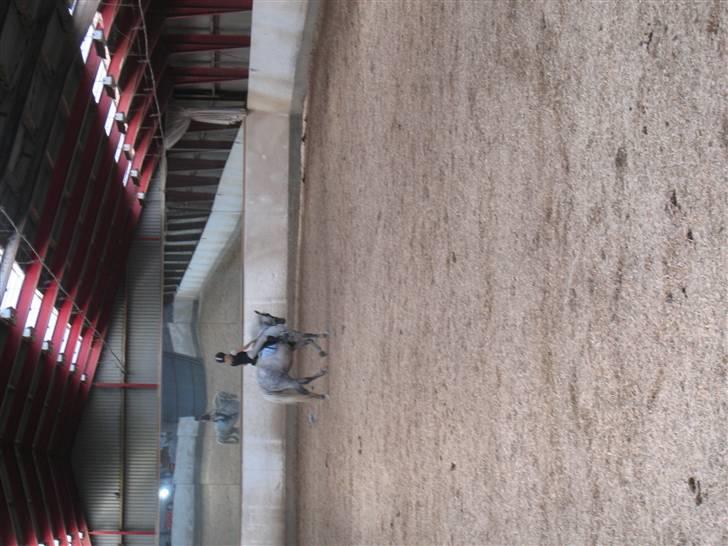 Anden særlig race Mona *gammel part* billede 13