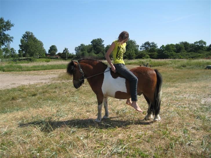 Shetlænder Sleiber - min stjerne! - Ingen er perfekte, men man kan være perfekte for hinanden! billede 5