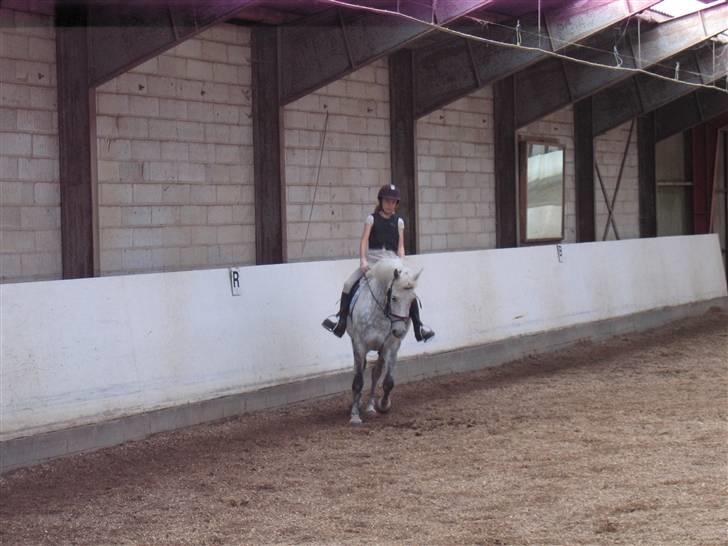 Anden særlig race Mona *gammel part* billede 14