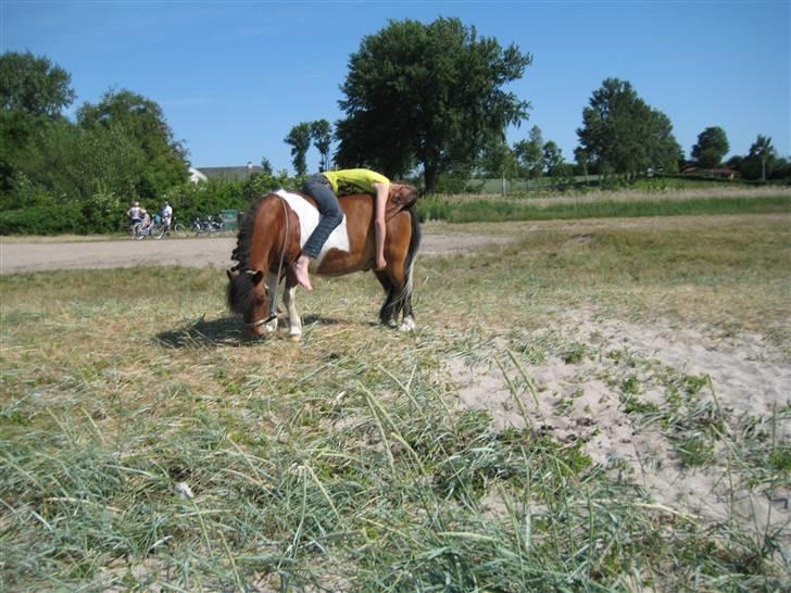 Shetlænder Sleiber - min stjerne! - Dengang alt var let som en leg. billede 6