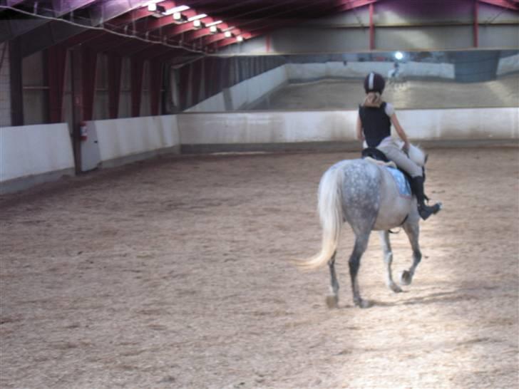 Anden særlig race Mona *gammel part* billede 15