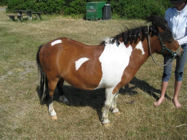 Shetlænder Sleiber - min stjerne! - Du lærte mig utrolig meget, det er jeg dig evigt taknemlig for. billede 7