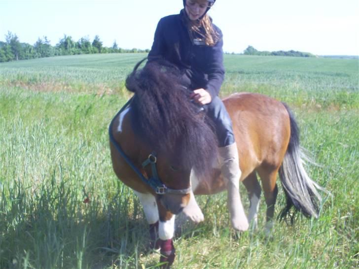 Shetlænder Sleiber - min stjerne! - Det var en perfekt drøm, den føltes som den aldrig skulle stoppe. billede 8