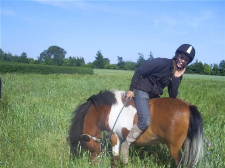 Shetlænder Sleiber - min stjerne! - Men alligevel var det em dårlig slutning! billede 9