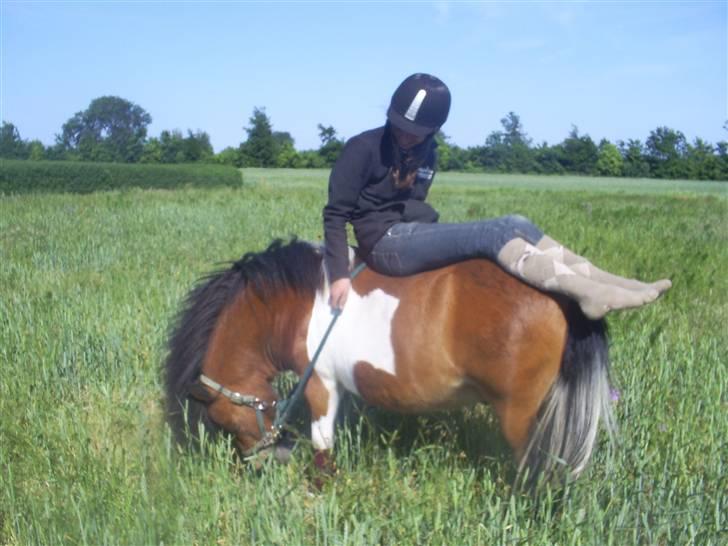 Shetlænder Sleiber - min stjerne! - Du gav mig altid et smil på læben! billede 10