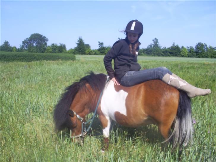 Shetlænder Sleiber - min stjerne! - jeg vil altid være stolt af dig! billede 11