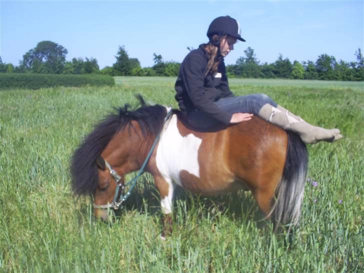Shetlænder Sleiber - min stjerne! - Dine smukke øjne, dit smukke sind, Du sov langsomt ind! billede 12
