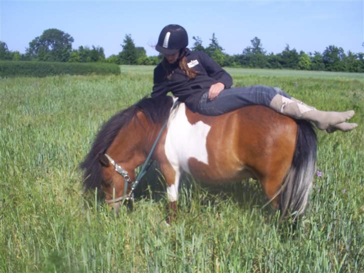 Shetlænder Sleiber - min stjerne! - Du var en alle skulle nydes, men jeg var den heldige at finde kærligheden frem i dig! billede 13