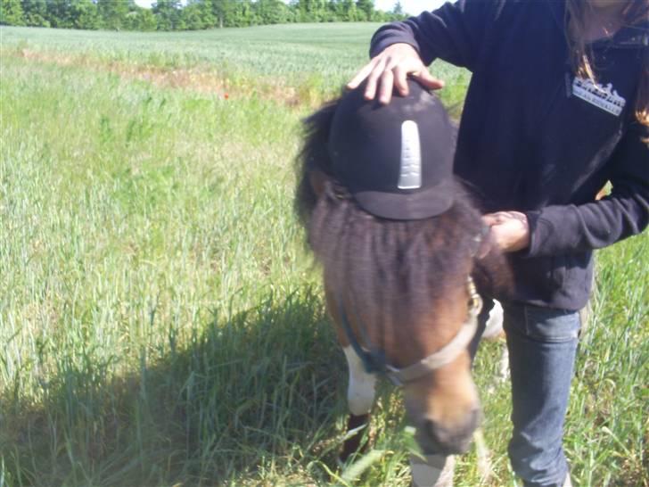 Shetlænder Sleiber - min stjerne! - Du var speciel, på en perfekt måde. billede 14