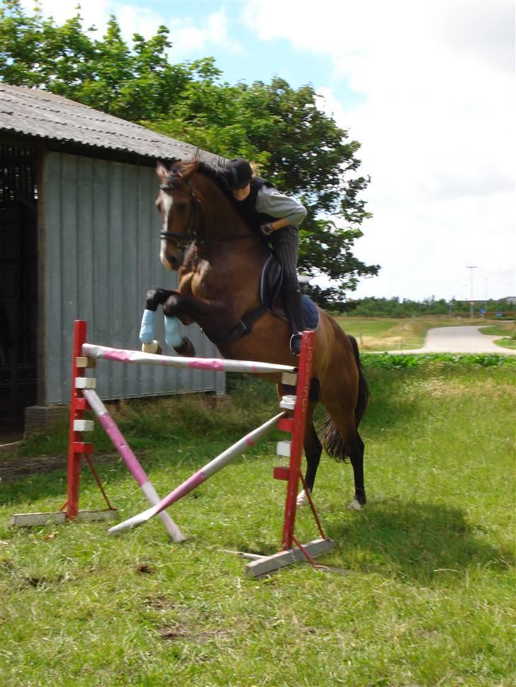 Dansk Varmblod Anders SOLGT! - Velkommen til anders´ profil, vi springer 1, 37 cm billede 1