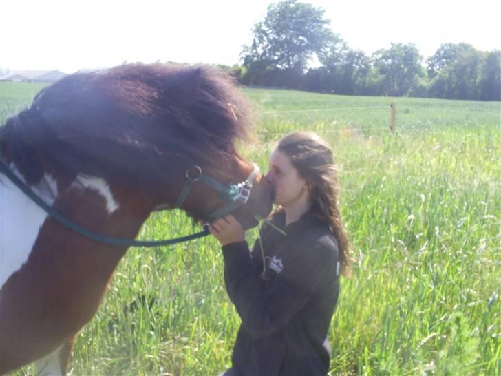 Shetlænder Sleiber - min stjerne! - Du fik mig altid til at falde på knæ! billede 15