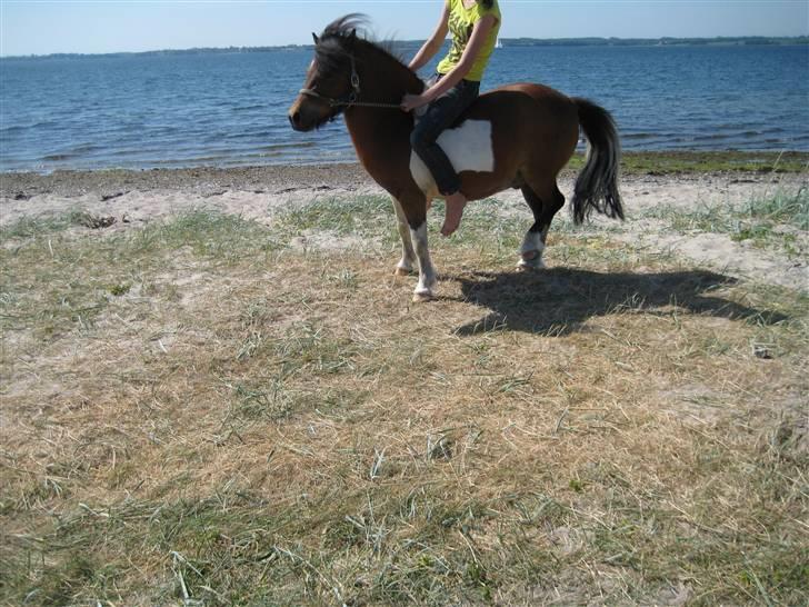 Shetlænder Sleiber - min stjerne! - Vandhesten Sleiber:D  billede 16