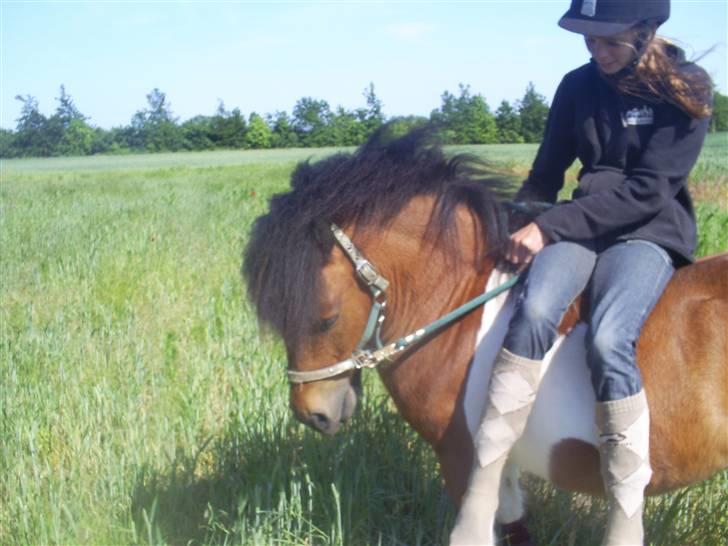 Shetlænder Sleiber - min stjerne! - I hate that I love you, » Græd ikke for kærligheden, billede 17