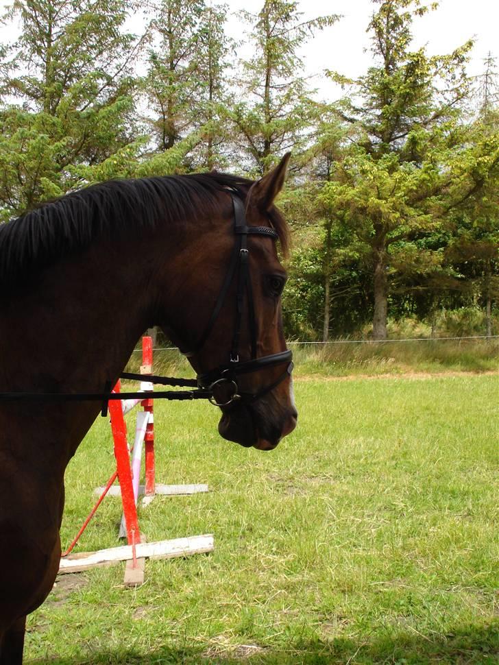 Dansk Varmblod Anders SOLGT! billede 3