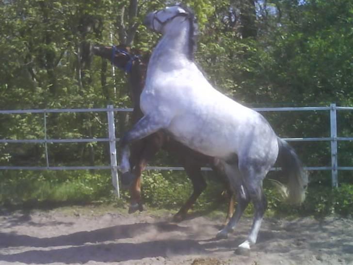 Dansk Varmblod Chato Carem *SOLGT* billede 18