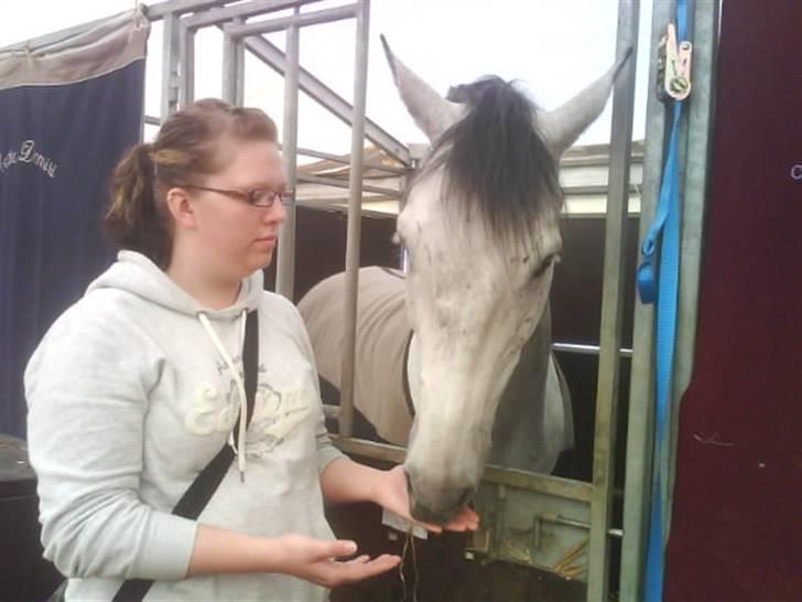 Dansk Varmblod Chato Carem *SOLGT* billede 19