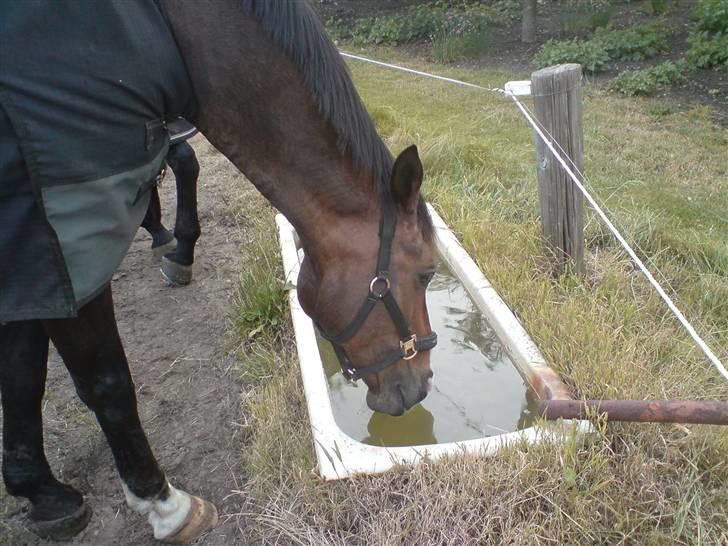 Dansk Varmblod Anders SOLGT! billede 7