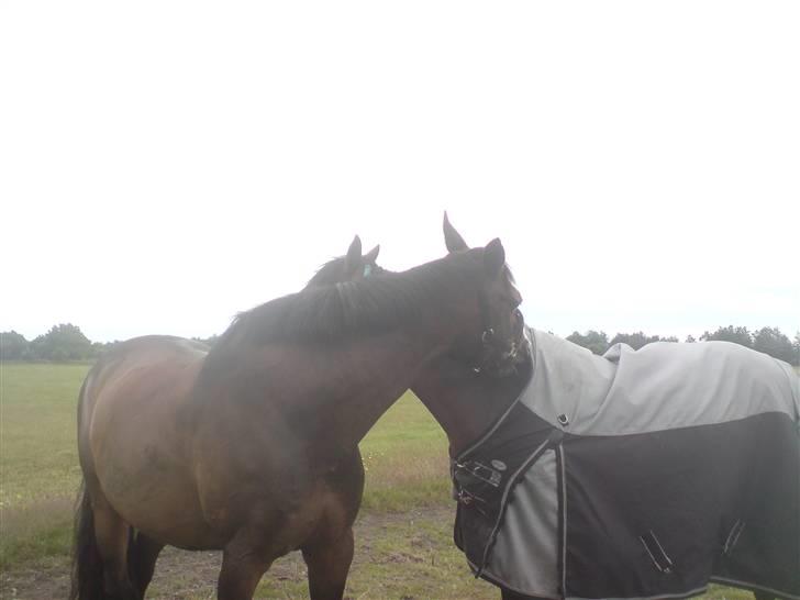 Dansk Varmblod Anders SOLGT! billede 9