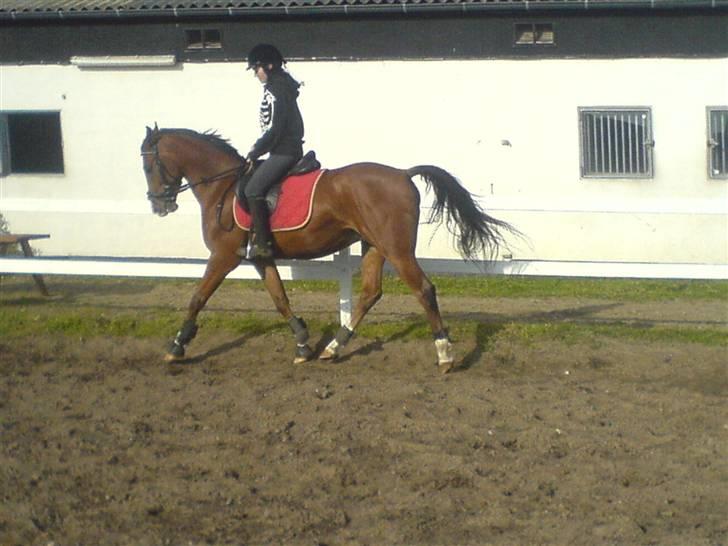 Anden særlig race Freeman <3 billede 9