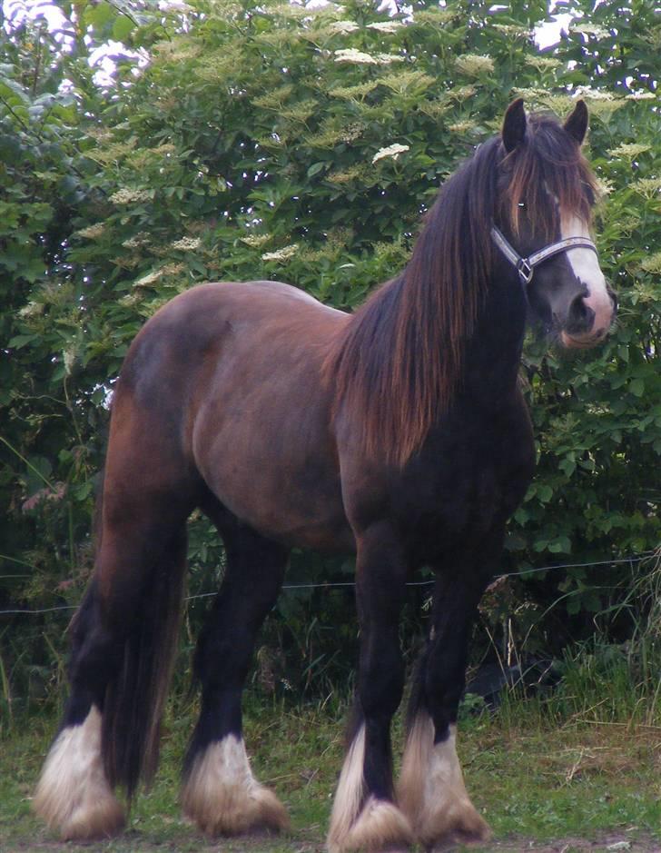 Irish Cob Romanys Ryan - 28.06.08. og jo han er høj bag til, så han er langt fra færdig med at vokse . billede 13