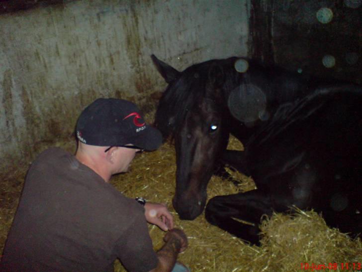 Anden særlig race Tjalfe billede 12