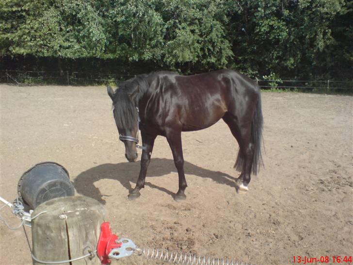 Anden særlig race Tjalfe billede 13