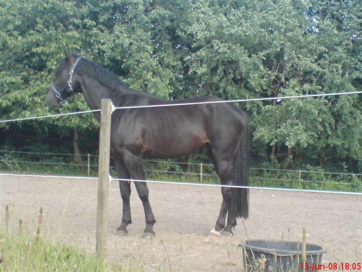 Anden særlig race Tjalfe billede 14