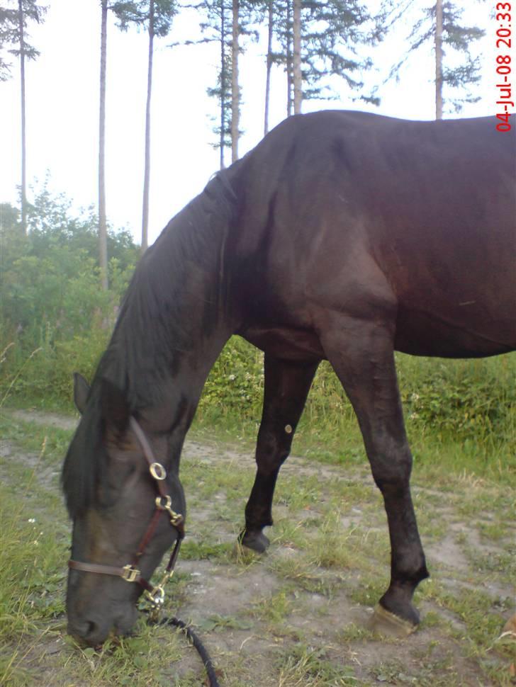 Anden særlig race Tjalfe billede 15