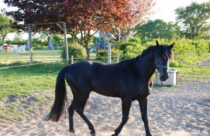 Anden særlig race Tjalfe billede 16