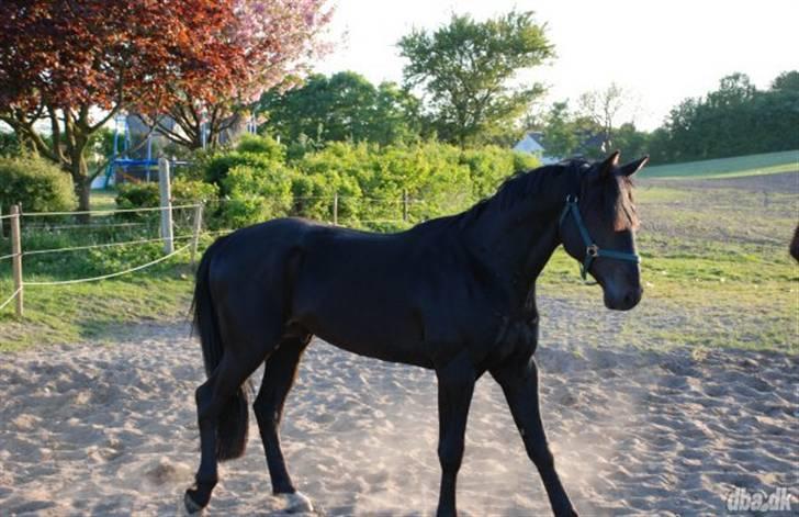 Anden særlig race Tjalfe billede 17