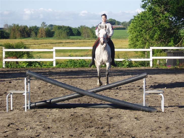 Anglo Araber (AA) Bajar Fighter billede 13