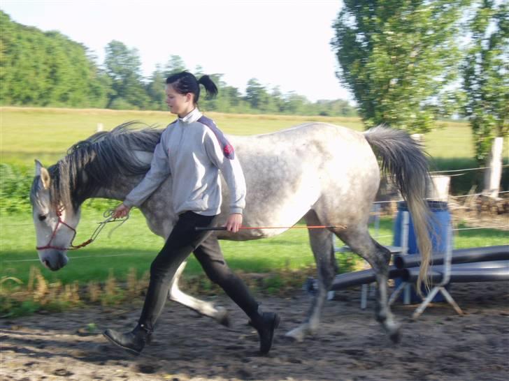 Anglo Araber (AA) Bajar Fighter - Fighter og jeg synkroniserer med lav hals billede 15