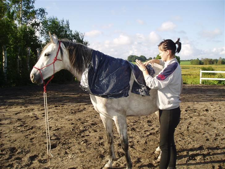Anglo Araber (AA) Bajar Fighter - vi øver plastik billede 16