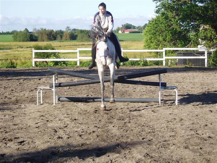 Anglo Araber (AA) Bajar Fighter billede 19