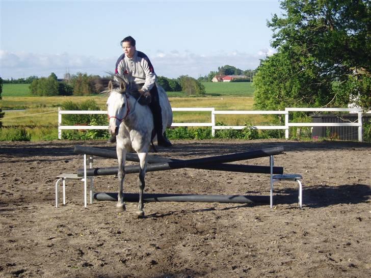 Anglo Araber (AA) Bajar Fighter billede 20