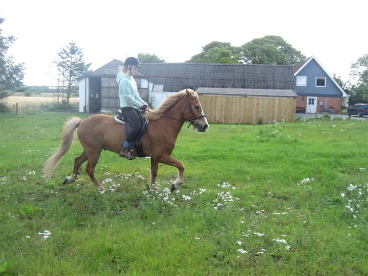 Islænder Sleipnir - Tölt  billede 19