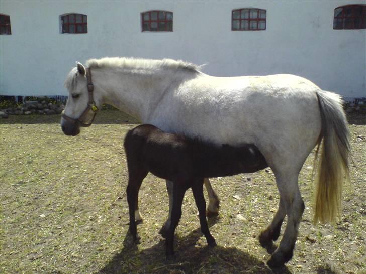 Anden særlig race Welsh mountain Mille SOLGT - sommer 07 billede 4