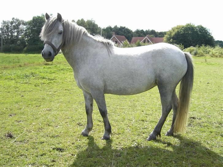 Anden særlig race Welsh mountain Mille SOLGT - sommer 07 billede 5