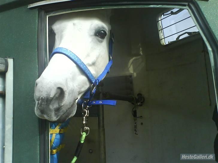 Anden særlig race Figo - Welkommen til Figos profil! billede 2