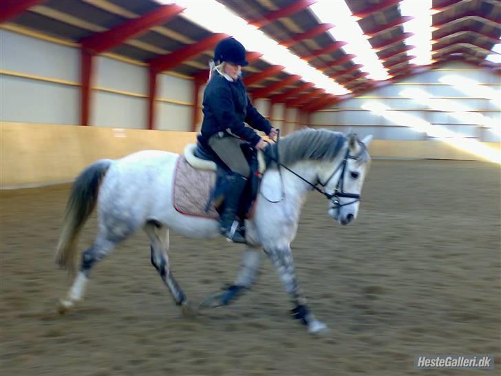 Anden særlig race Figo - Mig og min ejer billede 3