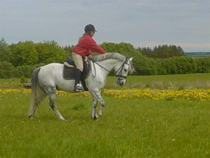 Anden særlig race Figo - Træning på marken! billede 4