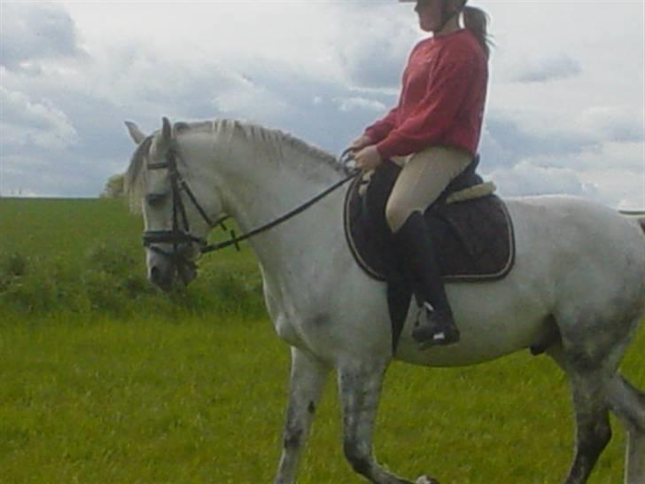 Anden særlig race Figo - Træning på marken!  billede 5