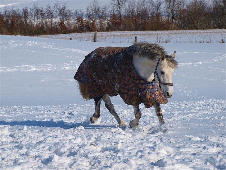 Anden særlig race Figo - Februar 2010 billede 6
