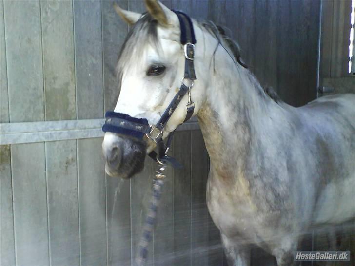 Anden særlig race Figo - Ved at blive vasket billede 7