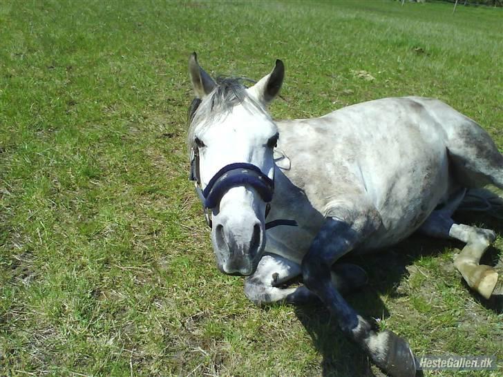 Anden særlig race Figo - Arrh det klør på ryggen billede 8