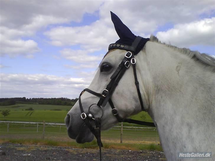 Anden særlig race Figo - Lækre Figo billede 9