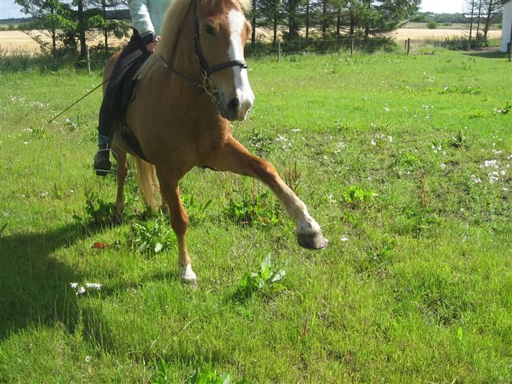 Islænder Sleipnir - Spanske skridt :p billede 20